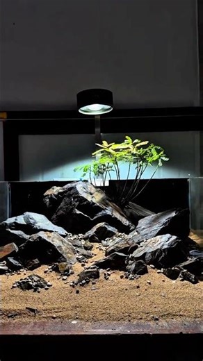 The best freshwater aquarium natural plant setup！