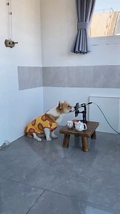 1.5M views · 34K reactions | GIFT Dogs music | Mohammad Zahangir | Facebook