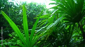 Trees Blown by Wind and Rain in the Storm. Rainstorm Extreme Weather Torrential Rain. Powerful Storms and Big Rainfall in Nature.