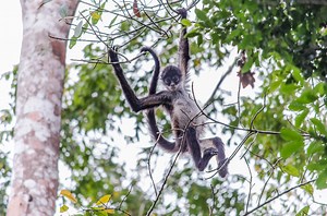 Monkeys - Maya Archaeologist - Dr Diane Davies