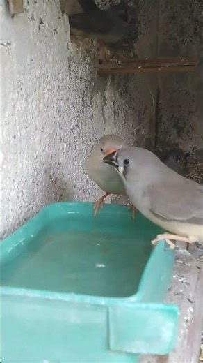Zebra Finch colony || BBOB, BFBB, BCBF, BBBFBC, BFOB