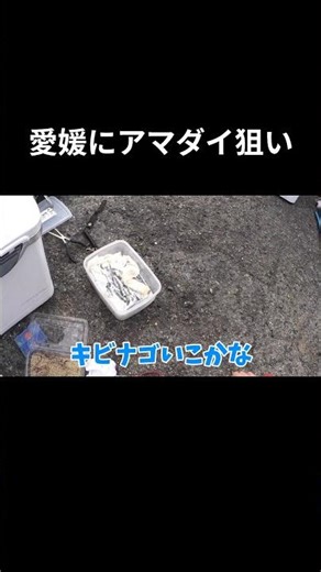 愛媛県にアマダイ狙い！【投げ釣り】