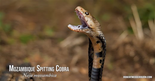 Mozambique Spitting Cobra (Naja mossambica) spraying its venom in SUPER Slow Motion. 🐍 This has to be my favorite video from this year. I absolutely love how you can see the subtle movements and the venom glands contracting when this snake ejects its venom into the air, and the circular motion it performs with its head to ensure it hits its target with 100% accuracy. 🐍🐍🐍 #venom #snake #cobra #venomous | Robert Wedderburn Productions