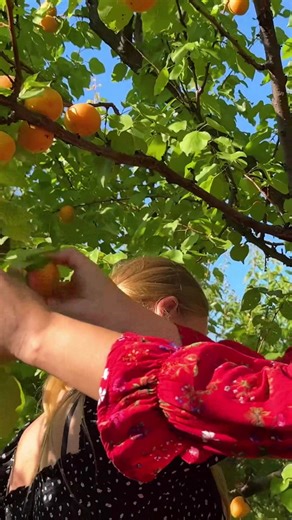 A Perfect Day for the Apricot Harvest Part 1 #Harvest #Apricots #FruitPicking #FarmToTable #Orchard #holiday | Barbara Jackson