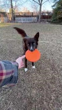 For the love of Borhuskador! “Art of Guitar” and disc play! Border Collie, Siberian Husky, Labrador!