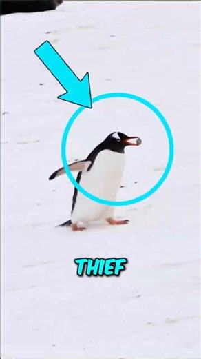 This Is Why Penguins Are Rock Thieves #AnimalPsychology #Shorts