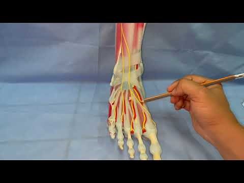 ANATOMIE FMPM - Maquette cheville et dos du pied