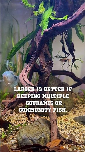 Blue Gourami Basics - Species Profile #bluegourami #oplalinegourami #fishkeeping