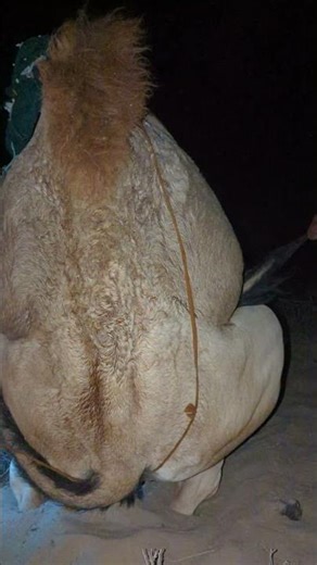 Camel Breeding Season in the Desert – A Rare Natural Moment 🐪🌵