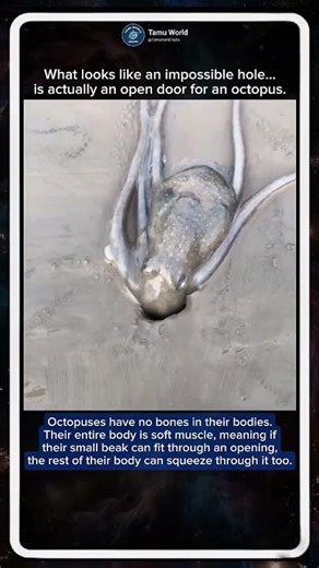 How Octopuses Escape Impossible Spaces