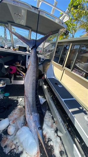 Hooked2fishingnz on Instagram: "5 marlin caught in the net Yesterday I shared a video of how we came across a massive school of skipjack tuna and how five marlin were caught at the same time. That post has now reached over 100,000 views in 24 hours, so a lot of people have been asking what happened next. This footage shows one of the marlin being released after being crushed in the net by tonnes of skipjack tuna. For the next 10–20 minutes after release, the marlin struggled to swim down and rep