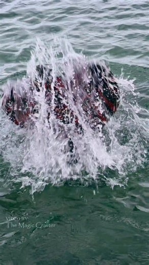 46K views · 632 reactions | How do mermaids flip their tails out of...