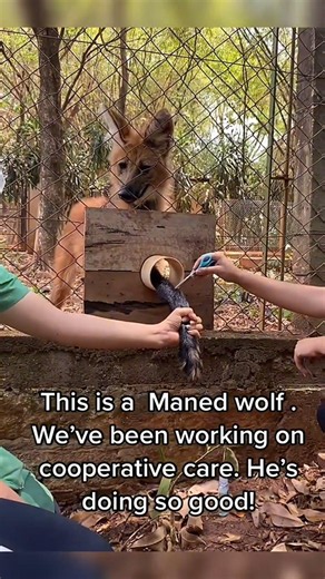 The Amazing Maned Wolf! Cooperative Care Practice 🐺#AnimalCare#ExoticAnimals#WildlifeRescue