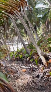 A week on Christmas Island in