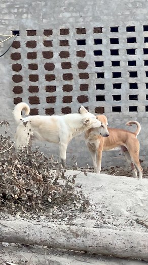 “Two Best Friends Sharing Pure Love 🐶💕” These two dogs are the perfect example of real friendship. Watching them show love and care for each other is the sweetest thing ever. Pure vibes, pure hearts, pure friendship! 🐾❤️ #DogFriendship #BestDogFriends #CuteDogs #DogLove #PetMoments #AnimalFriendship #DogReels #CuteAnimalReels #HappyDogs #FacebookReels #InstaReels | Paws, Claws & Wings