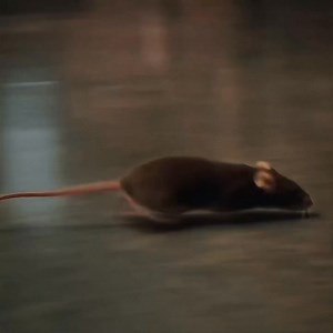 1.5K views · 54 reactions | Through this movie, I feel sad for this true angel..凉 | 퐏퐍퐘퐗 | Facebook