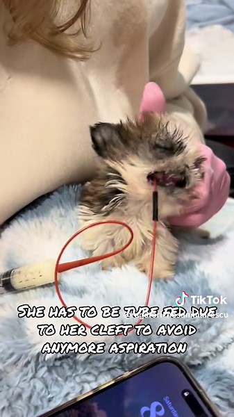 Welcome Primrose ❤️ #fyp #foryou #foryoupage #rescue #rescuekitten #kitten #kittens #follow #followus #rescuecat #rescuekittenoftiktok #wisp #kittenlove #staystinky #medicalfoster #puppy #shihtzu #rescuedog #dog #rescuepuppy