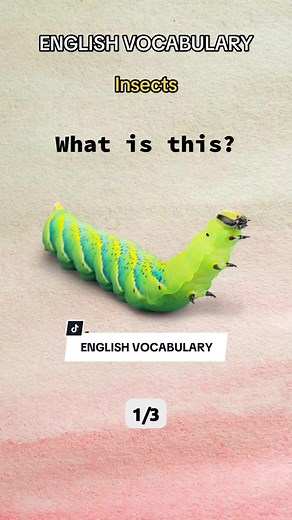 English vocabulary: Can you name these insects in English? #insects #pronuciation #vocabulary #english #learnenglish #inglesfacil #aprenderingles #inglesrapidoyfacil