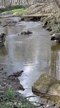 Cooper Hawk taking a bath #wildlife #birds #hawk