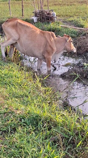 let's go home sapi brahman #shorts #cow #bull #lembu