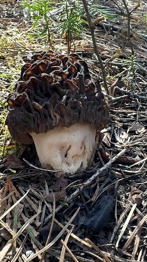 "True" Morels (Morchella)Alternate Names: Sponge Mushroom, Dry Land Fish, Hickory ChickenTaxonomy Ascomycota, Pezizomycetes,Pezizales, MorchellaceaeEdibility Incredible Edible (5 Star)Habitat (Association) Grows on ground(Broadleaf/Conifer)Shape (Morphology) Conical cap and stem (Honeycomb)Trophic Mode(s) Endophytic/Saprotrophic (White Rot)Spores White (Ascospore)True morels are iconic and beloved worldwide for their delicious flavor and otherworldly appearance. Morels are usually associated wit