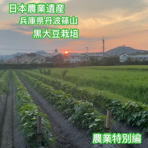 農業特別編［丹波篠山黒大豆栽培］ #農業 #vlog #兼業農家#日本農業遺産#直売店#田舎#丹波黒大豆 #丹波黒豆#丹波篠山黒大豆枝豆#丹波黒