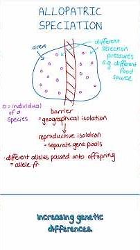 Allopatric Speciation Explained Simply | A-level Biology #alevelbiology