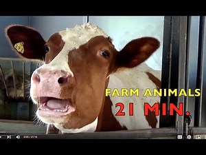 FARM ANIMALS on the FARM (authentic sounds) KID COLLECTION (21 MIN.) Educational - Part E
