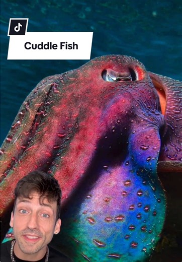 Understanding Cuddle Fish and Their Ink