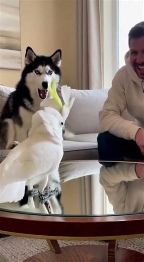 The Subtle Humor in Moments of Stillness and Movement