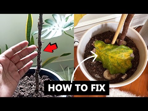 Fiddle leaf fig losing bottom leaves