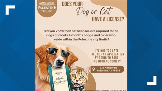 Why you should consider getting your animal a pet license