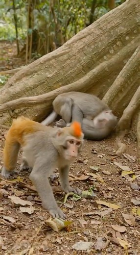 HILARIOUS! Fake lizard sends a monkey running in wild panic 🐒🤣