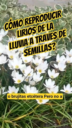 How to propagate rain lilies from seed?