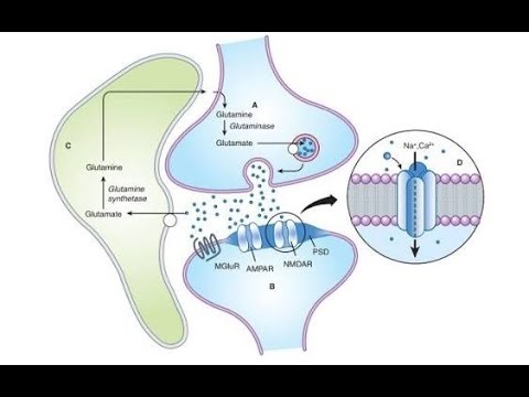 Introduction Central Neurotransmission & Transmitters