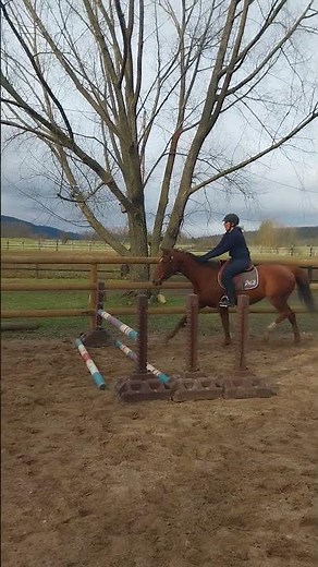 Cheval à vendre - Belle jument sport CSO CROSS CCE - equirodi.com