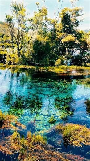 Hidden in New Zealand is one of the clearest springs on Earth! Would you visit this natural wonder?