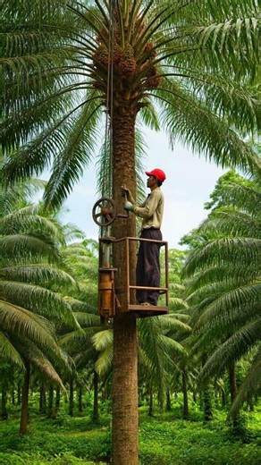 Palm Oil Harvest Machine