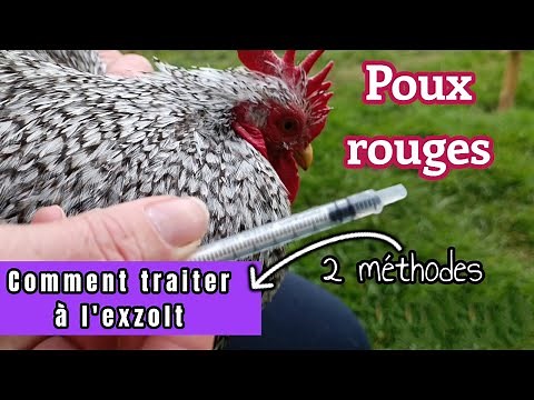 Red lice treatment with Exzolt is radical... how to use it!