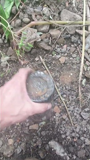 Hungarian Bottle found on bottle dump #mudlarkingfinds #mudlarking #bottledigging
