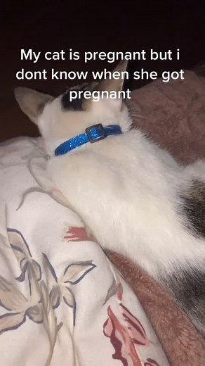 Pregnant cat pls help on TikTok