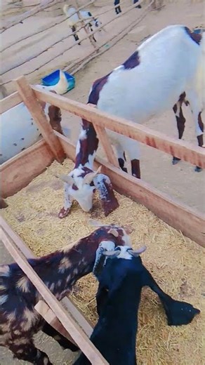 my goat 🐐🐐 fourm shot #vlog # #subscribe mychannel #my