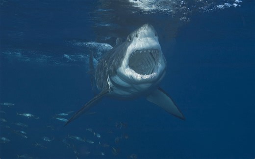 Which is the Superior Predator: Orca or Great White Shark?