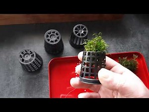 Tuto aquariuphil astuce pour faire pousser de mousse de Java ou autres plantes sur un support