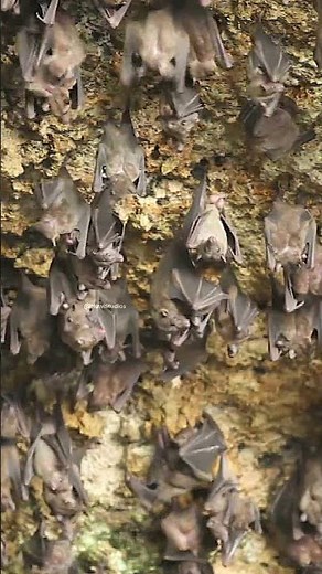 Bats flying in cave and hanging #batcave #bat #vampirebat #hang #cave #wow #nature #wildlife HA49849