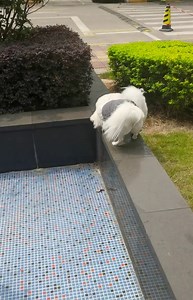 Small Dog Sweater Dog Sweatshirts for Small Dogs Chihuahua Clothes, Warm and Lightweight, with a Soft Texture, Easy to Wear and Bright Colors (Gray, XX-Large)