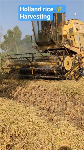 Holland rice 🌾 Harvesting #hollandlovers #farminglife