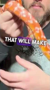Red Zeppelin Corn Snake!!! Gorgeous Animal! #animal #snake #beautiful