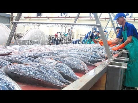 Tuna Processing After Harvest - Tuna Frozen, Cleaning, Cutting, Processing and Packing in Factory