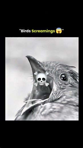 explainiosity on Instagram: "The viral post showcases a chilling compilation of rare birds unleashing their most intense screams and calls, instantly shifting the tone from curiosity to unease as sharp shrieks and deep, almost alarm-like cries cut through the feed in rapid succession. That unsettling effect builds as the sounds stack back-to-back, stripping away the context of nature documentaries and exposing the raw function behind these vocalizations—warnings, territorial dominance, long-dist